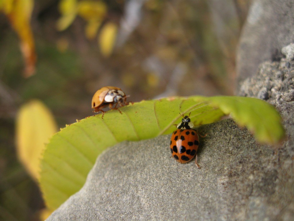 "Ladybugs" © 2010 Mandy Boyle